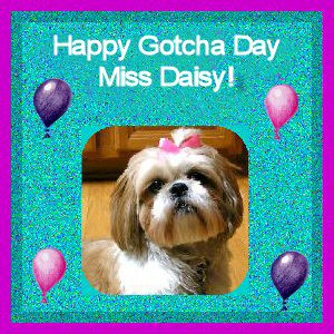 Happy Gotcha Day
