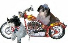 Motorcycle Buddies
