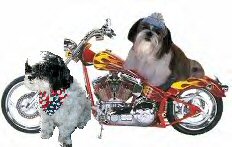 Motorcycle Buddies