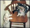 Muffy & Spijo..chair