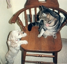 Muffy & Spijo..chair