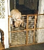 Muffy over the gate