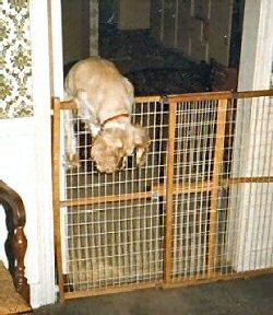 Muffy over the gate