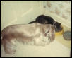 Muffy & Spijo drinking