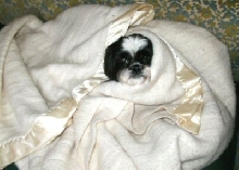 Nanook