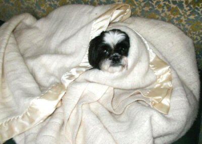 Nanook