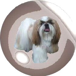 Nicky ornament