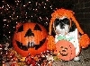 Pumpkin Katie night