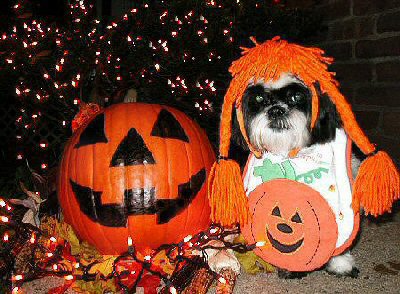 Pumpkin Katie night