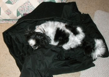 Oh, is this your new jacket? anim