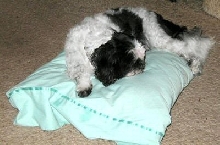 Pillow, pillow...who gets the pillow...
