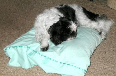 Pillow, pillow...who gets the pillow...