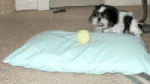 Pillow fun anim