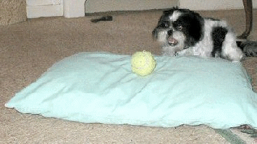 Pillow fun anim
