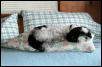 Pillows Katie