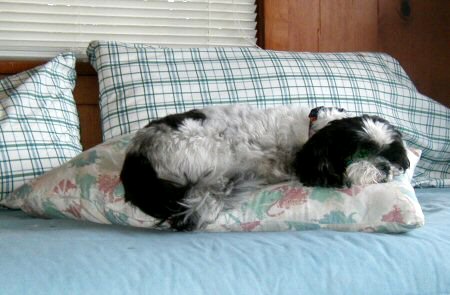Pillows Katie
