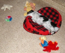 Playtime...bed, toys...