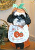 Pumpkin Katie