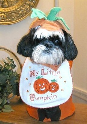 Pumpkin Katie