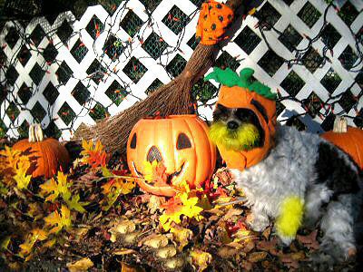 Pumpkin Katie helper