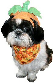 Miss Pumpkin Katie