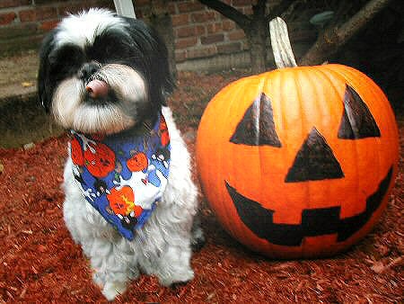 Pumpkin Katie tongue out