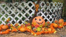 Pumpkin Patch 09