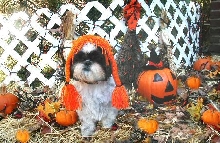 Pumpkin Patch Katie