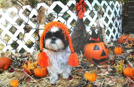 Pumpkin Patch Katie