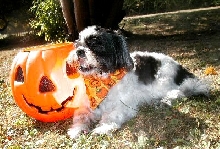 Pumpkin bath