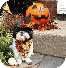Pumpkin Hat Katie