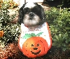 Pumpkin miss
