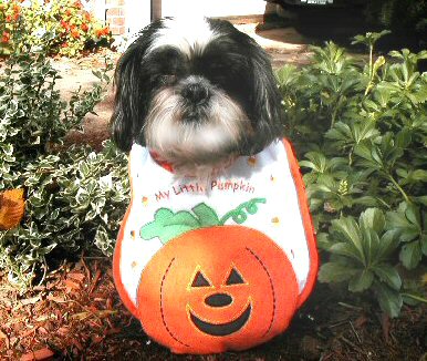 Pumpkin miss