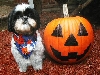 Pumpkin one