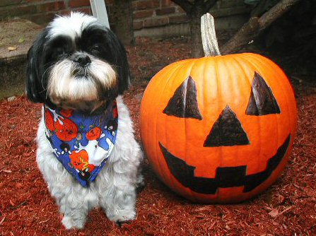 Pumpkin one