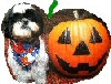 PumpkinsigK