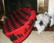 Pup at heart..anim