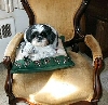 Queen on her pillow...