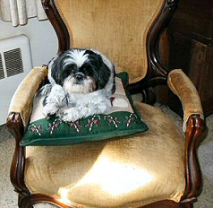 Queen on her pillow...