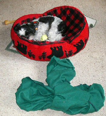 Resting up for Halloween night