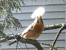 Robin,....nest building