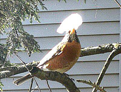Robin,....nest building