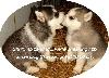 SDC puppies...shhhhh