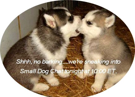 SDC puppies...shhhhh