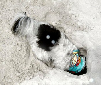 Digging in the sand..