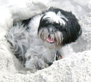 Sandy face