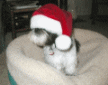 Santa Pupsig