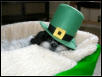 St. Patrick Katie...bed hat