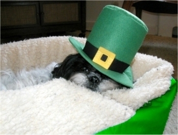 St. Patrick Katie...bed hat