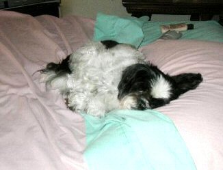 Bed Sleeping Beauty